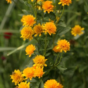 Heliopsis helianthoides 'Asahi'