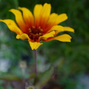 Heliopsis helianthoides 'Burning Hearts'