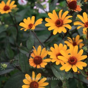 Heliopsis helianthoides 'Summer Nights'