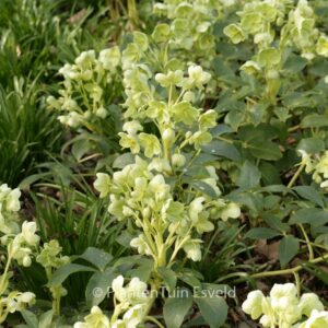 Helleborus argutifolius