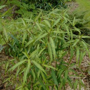 Helwingia chinensis 'Raulston Queen'
