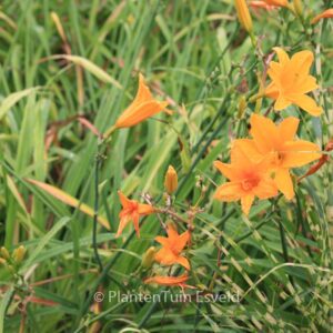 Hemerocallis 'Aten'