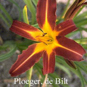 Hemerocallis 'Autumn Red'