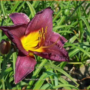 Hemerocallis 'Bela Lugosi'