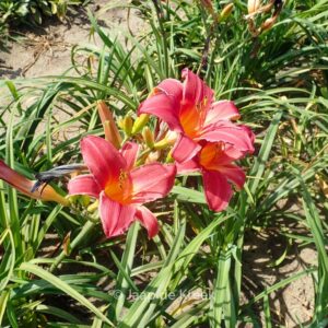 Hemerocallis 'Burgundy Love'