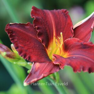 Hemerocallis 'Ed Murray'
