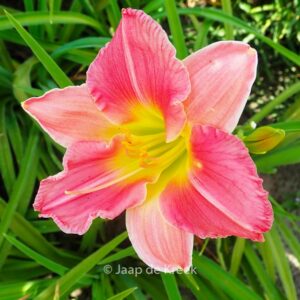Hemerocallis 'Final Touch'