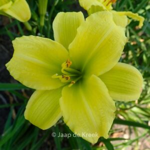 Hemerocallis 'Green Flutter'