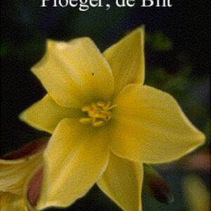 Hemerocallis 'Lemon Bells'