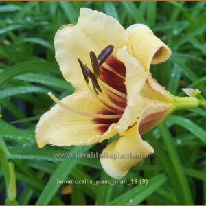 Hemerocallis 'Piano Man'
