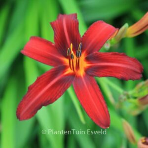 Hemerocallis 'Sammy Russell'