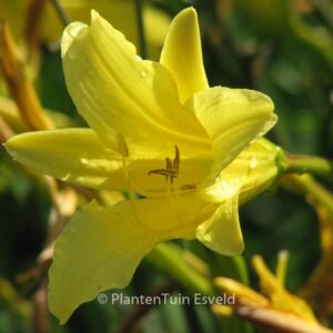 Hemerocallis citrina