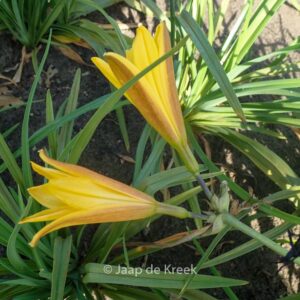 Hemerocallis dumortieri
