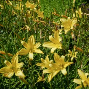 Hemerocallis thunbergii