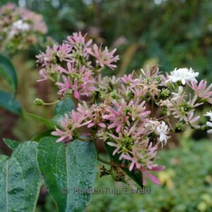 Heptacodium miconoides 'Minhep' (TIANSHAN)