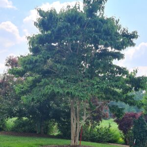 Heptacodium miconoides 'SMNHMRF' (Temple of Bloom)