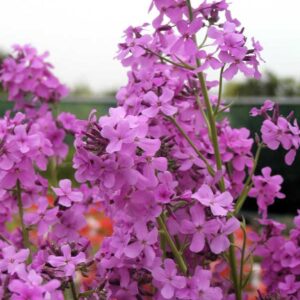 Hesperis matronalis
