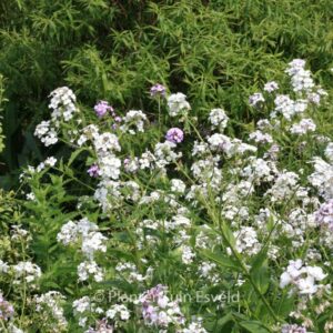 Hesperis matronalis 'Alba'