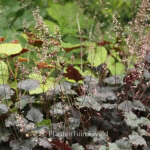 Heuchera 'Binoche'