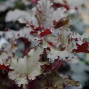 Heuchera 'Black Taffeta'