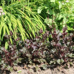 Heuchera 'Blackout'