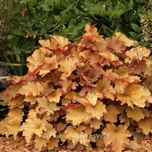 Heuchera 'Caramel'