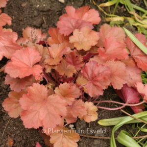 Heuchera 'Cherry Cola'