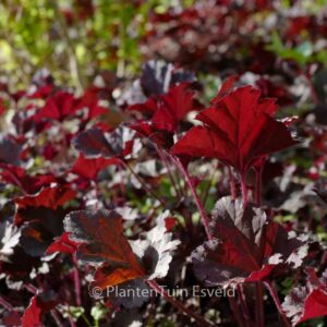 Heuchera 'Dark Secret'
