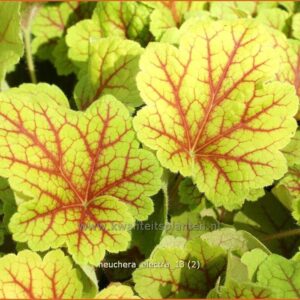 Heuchera 'Electra'