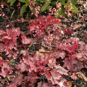 Heuchera 'Fire Chief'