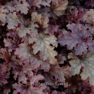 Heuchera 'Ginger Peach'