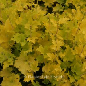 Heuchera 'Lime Marmalade'