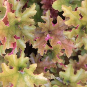 Heuchera 'Marmalade'