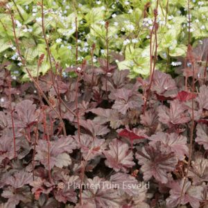 Heuchera 'Obsidian'