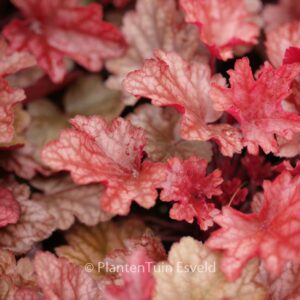 Heuchera 'Peach Flambe'
