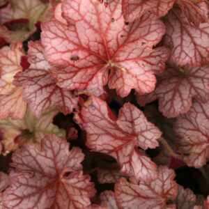Heuchera 'Pinot Gris'