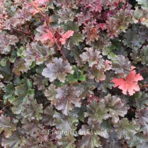 Heuchera 'Purple Petticoats'