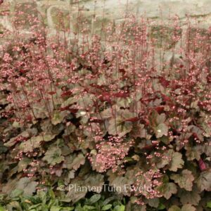 Heuchera 'Rachel'