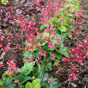 Heuchera 'Red Peppermint'