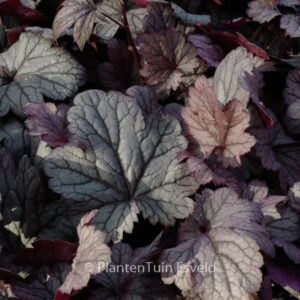 Heuchera 'Shanghai'