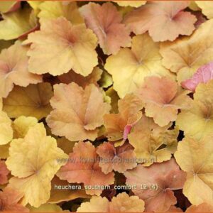 Heuchera 'Southern Comfort'