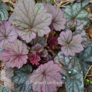 Heuchera 'Sugar Plum'