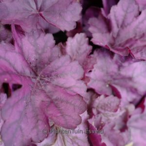 Heuchera 'Wild Rose'