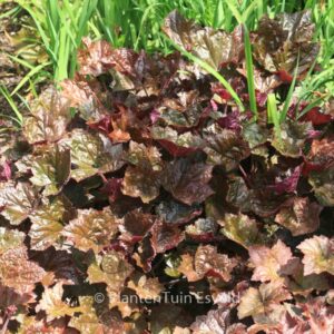 Heuchera micrantha 'Palace Purple'