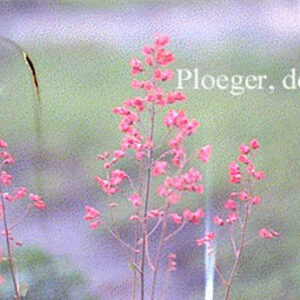 Heuchera sanguinea 'Leuchtkaefer'