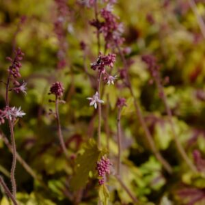 Heucherella 'Eye Spy'