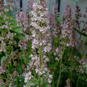 Heucherella 'Pink Revolution'