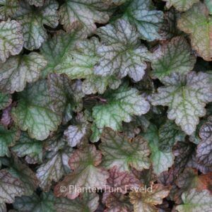 Heucherella 'Quicksilver'