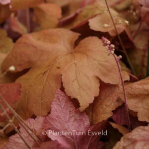 Heucherella 'Redstone Falls'