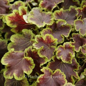 Heucherella 'Solar Eclips'